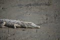 Mugger Crocodile in marshland  Crocodylus palustris Royalty Free Stock Photo