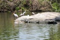 The Mugger crocodile and Painted Storks sharing a common place!