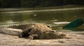 Mugger crocodile sleeping on Rock in ranganathittu bird sanctuary