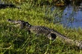 Mugger Crocodile, Crocodylus palustris, in Yala West National Park, Sri Lanka Royalty Free Stock Photo