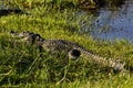 Mugger Crocodile, Crocodylus palustris, in Yala West National Park, Sri Lanka Royalty Free Stock Photo