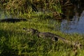 Mugger Crocodile, Crocodylus palustris, in Yala West National Park, Sri Lanka Royalty Free Stock Photo