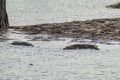 Mugger crocodiles Crocodylus palustris in Uda Walawe National Park, Sri Lan Royalty Free Stock Photo