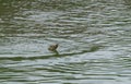 Mugger Feeing on fish at Ranthambhore National Park