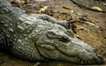 Mugger Or Marsh Crocodile Living At The Madras Crocodile Bank Trust and Centre for Herpetology, ECR Chennai, Tamilnadu