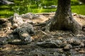 Mugger Or Marsh Crocodile Living At The Madras Crocodile Bank Trust and Centre for Herpetology, ECR Chennai, Tamilnadu Royalty Free Stock Photo