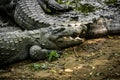 Mugger Or Marsh Crocodile Living At The Madras Crocodile Bank Trust and Centre for Herpetology, ECR Chennai, Tamilnadu