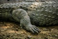 Mugger Or Marsh Crocodile Living At The Madras Crocodile Bank Trust and Centre for Herpetology, ECR Chennai, Tamilnadu Royalty Free Stock Photo