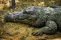 Mugger Or Marsh Crocodile Living At The Madras Crocodile Bank Trust and Centre for Herpetology, ECR Chennai, Tamilnadu