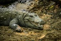 Mugger Or Marsh Crocodile Living At The Madras Crocodile Bank Trust and Centre for Herpetology, ECR Chennai, Tamilnadu