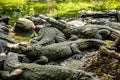 Mugger Or Marsh Crocodile Living At The Madras Crocodile Bank Trust and Centre for Herpetology, ECR Chennai, Tamilnadu