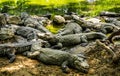 Mugger Or Marsh Crocodile Living At The Madras Crocodile Bank Trust and Centre for Herpetology, ECR Chennai, Tamilnadu