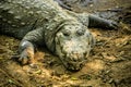 Mugger Or Marsh Crocodile Living At The Madras Crocodile Bank Trust and Centre for Herpetology, ECR Chennai, Tamilnadu