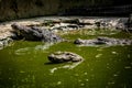 Mugger Or Marsh Crocodile Living At The Madras Crocodile Bank Trust and Centre for Herpetology, ECR Chennai, Tamilnadu Royalty Free Stock Photo