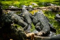 Mugger Or Marsh Crocodile Living At The Madras Crocodile Bank Trust and Centre for Herpetology, ECR Chennai, Tamilnadu