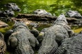 Mugger Or Marsh Crocodile Living At The Madras Crocodile Bank Trust and Centre for Herpetology, ECR Chennai, Tamilnadu Royalty Free Stock Photo