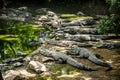 Mugger Or Marsh Crocodile Living At The Madras Crocodile Bank Trust and Centre for Herpetology, ECR Chennai, Tamilnadu Royalty Free Stock Photo