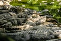 Mugger Or Marsh Crocodile Living At The Madras Crocodile Bank Trust and Centre for Herpetology, ECR Chennai, Tamilnadu