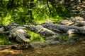 Mugger Or Marsh Crocodile Living At The Madras Crocodile Bank Trust and Centre for Herpetology, ECR Chennai, Tamilnadu Royalty Free Stock Photo