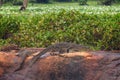 Mugger (Marsh) Crocodile, Sri Lanka