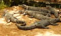 Mugger or marsh crocodiles waiting for food Royalty Free Stock Photo