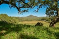 Trees with a mountain background, Mount Kenya Royalty Free Stock Photo