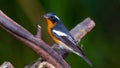 Mugimaki flycatcher Royalty Free Stock Photo