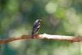 Mugimaki flycatcher Royalty Free Stock Photo