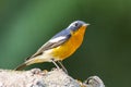 Mugimaki Flycatcher (Ficedula mugimaki), Bird Royalty Free Stock Photo