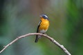 Mugimaki Flycatcher Ficedula mugimaki Royalty Free Stock Photo