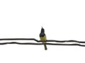 Mugimaki Flycatcher yellow bird on wire with isolated. Royalty Free Stock Photo