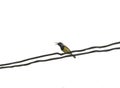 Mugimaki Flycatcher yellow bird on wire with isolated. Royalty Free Stock Photo