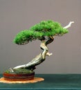 Mugo pine bonsai