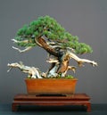 Mugo pine bonsai