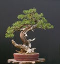Mugo pine bonsai Royalty Free Stock Photo
