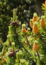 Mugo pine Royalty Free Stock Photo