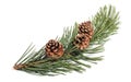 Mugo pine Royalty Free Stock Photo
