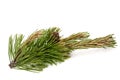 Mugo pine Royalty Free Stock Photo