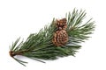 Mugo pine branch with cones Royalty Free Stock Photo