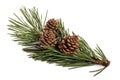 Mugo pine Royalty Free Stock Photo