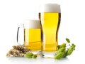 Mugs of beer on table with hop cones, ears of wheat isolated on white Royalty Free Stock Photo