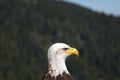 Mugshot of a Bald Eagle taken at Grouse Mountain, Canada Royalty Free Stock Photo