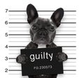 Mugshot dog at police station