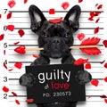 Mugshot dog on valentines Royalty Free Stock Photo