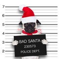 Mugshot santa dog