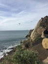 Point Magu California gulls in flight over ocean