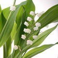 Muguet Royalty Free Stock Photo