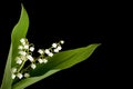 Muguet twig Royalty Free Stock Photo