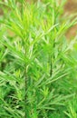 Mugwort Royalty Free Stock Photo