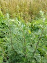 Mugwort - Artemesia vulgaris, Norfolk, England, UK Royalty Free Stock Photo